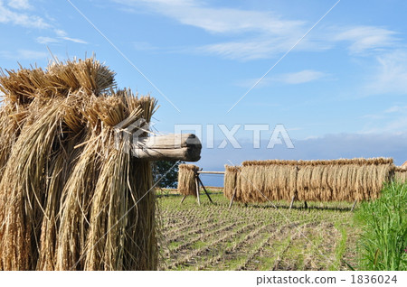 farmwork, good harvest, rice harvesting 1836024