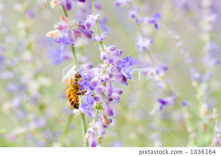 薰衣草和蜜蜂 薰衣草和蜜蜂 1836164