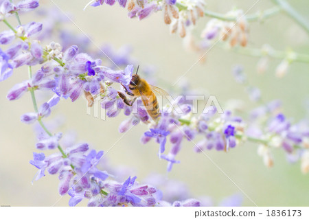 薰衣草和蜜蜂 薰衣草和蜜蜂 1836173