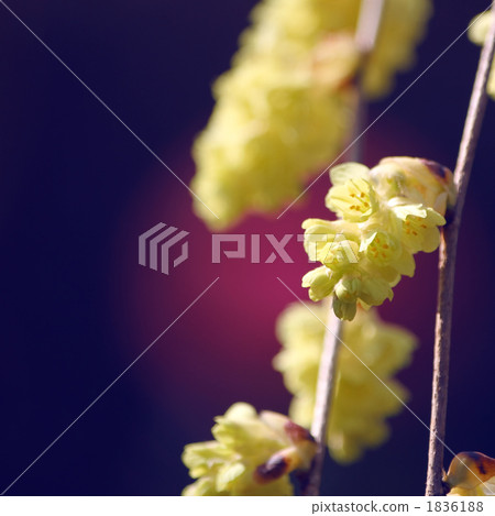 Toshi sickle Toshi sickle 1836188