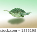Sea turtle 1836198