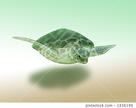 Sea turtle 1836198
