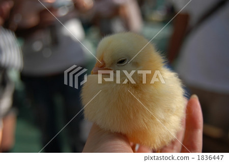 Nogeyama動物園的小雞“Nakayoshi square” 1836447