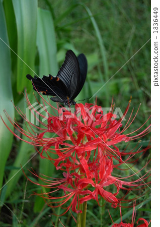 Amanohana和黑色燕尾 1836449