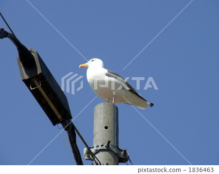 Seagull on the utility pole 1836463