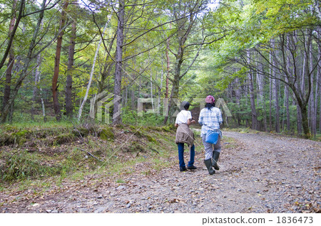 dense wood, thicket, coppice 1836473