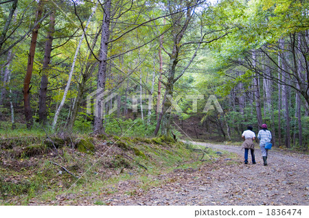 thicket, coppice, thickets 1836474