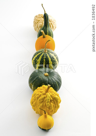 南瓜 金瓜 玩具南瓜 1836492