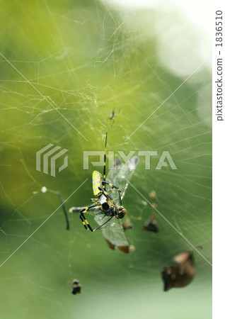 蜻蜓在巨型牡蠣的巢中 1836510