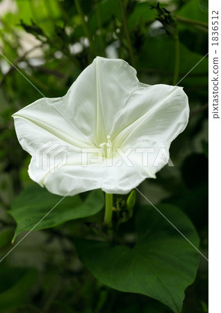 Flower of our green curtain Yorghao Flower of our green curtain Yorghao 1836512