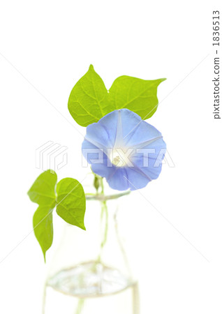 燃燒的牽牛花 1836513
