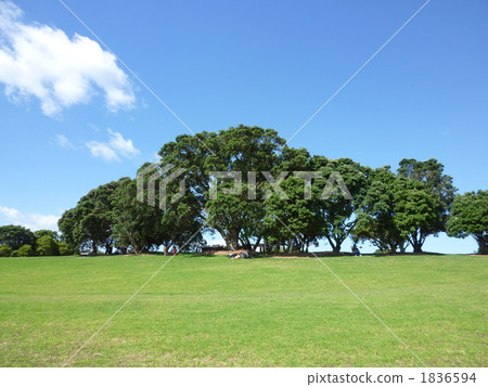 樹木 樹 木頭 1836594