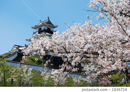 castle, castles, cherry blossom 1836729