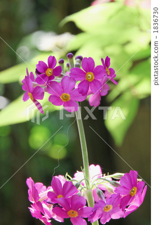 Dark pink flower, nine-wheeled grass Dark pink flower, nine-wheeled grass 1836730