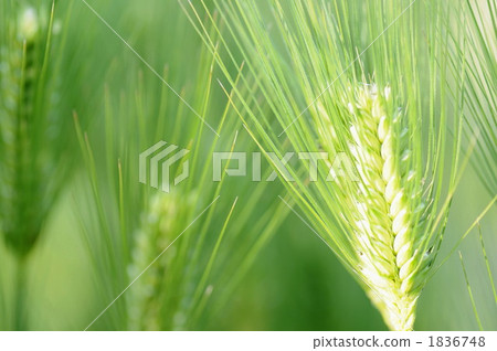 小麥的耳朵 1836748