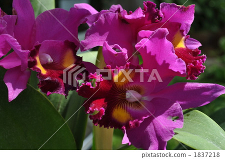 蘭花 1837218