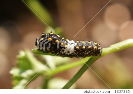 The first instar larva of the quail bean 1837285