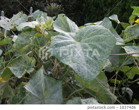 Powdery mildew of cucumber 1837486