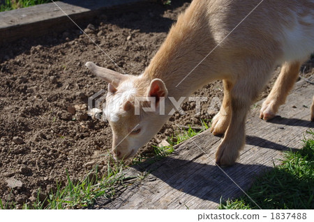 兒童山羊吃草 兒童山羊吃草 1837488