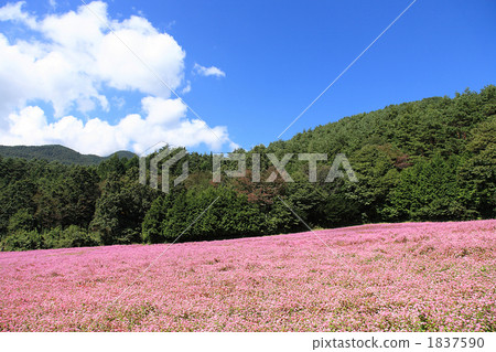 紅蕎麥麵沒佐藤1 1837590