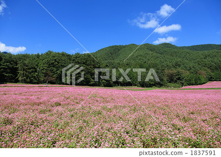 紅蕎麥麵沒有佐藤2 1837591