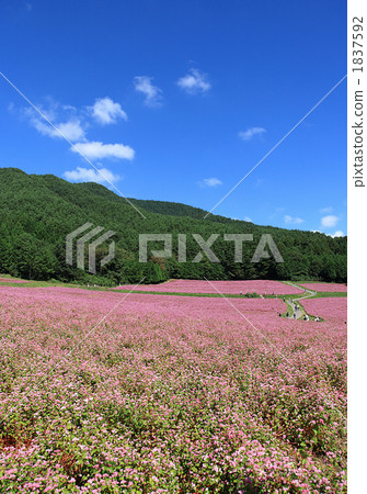 Red soba no Sato 3 Red soba no Sato 3 1837592