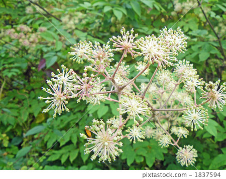 山烏多花 1837594