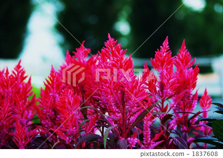 lineage, silver cockscomb, celosia 1837608