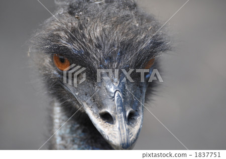 一隻鳥 1837751