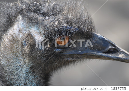 一隻鳥 1837755