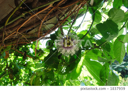 blue passion flower, green leaf, fresh leafe 1837939