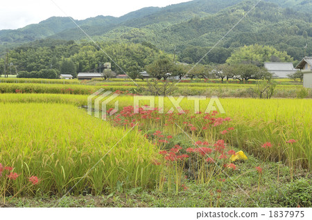 Rice field and Higanbana 1837975