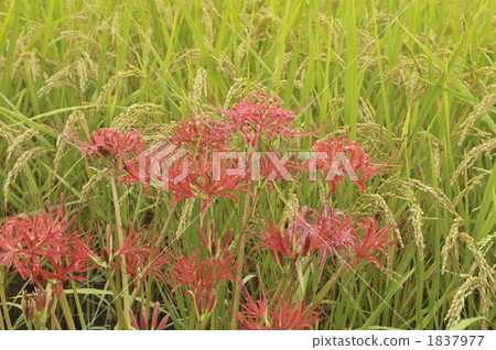 Rice field and Higanbana 1837977