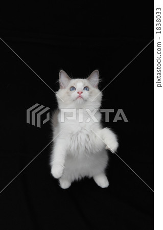 緬因庫恩推出 1838033