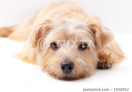 Norfolk Terrier Norfolk Terrier 1838052
