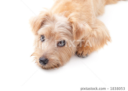 Norfolk Terrier Norfolk Terrier 1838053