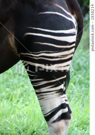 okapi, striped pattern, herbivore 1838214