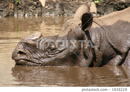 indian rhino, terrestrial animal, land mammals 1838228