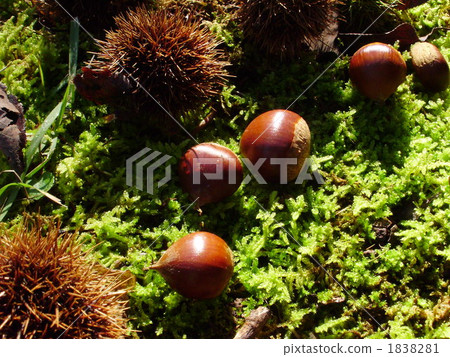 天然山栗子 1838281