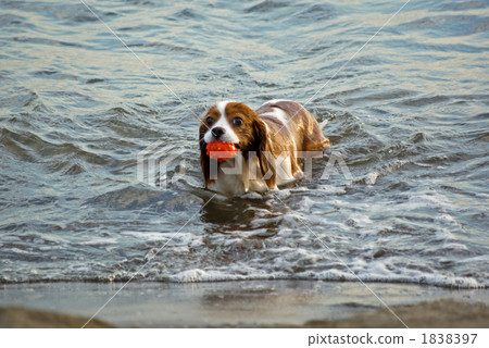 Ball play 1838397