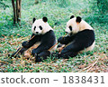 Panda 1 1838431