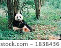 Panda 2 1838436