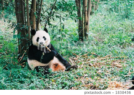 Panda 2 Panda 2 1838436