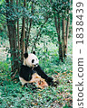 Panda 3 1838439