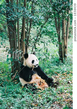 Panda 3 Panda 3 1838439