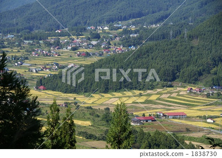 Fall of rice terraces in Shinshu Kijimadaira village Fall of rice terraces in Shinshu Kijimadaira village 1838730