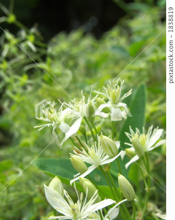 Sengenesou花 1838819