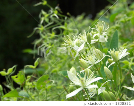 Sengenesou flower 1838821