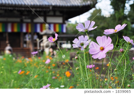 宇宙和主殿 1839065