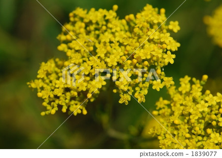 A maiden flower 1839077